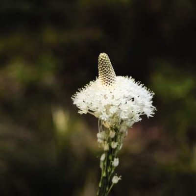 Xerophyllum tenax