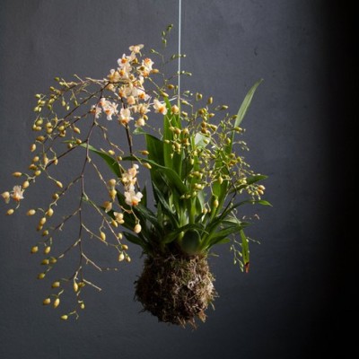 Orchidea