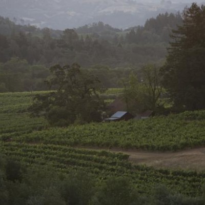 Winogorona