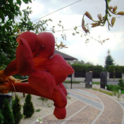 Ogród 