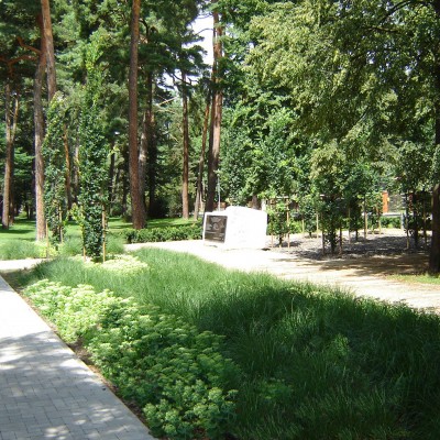 W cieniu drzew
