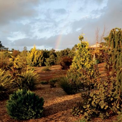 Cupressus macrocarpa;Thuja plicata