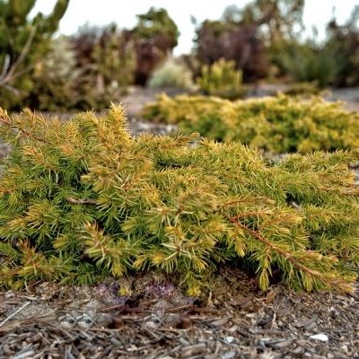 Juniperus conferta 