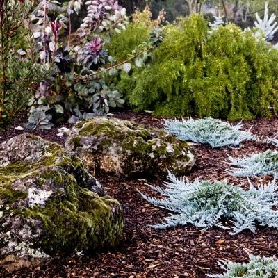 Juniperus horizontalis