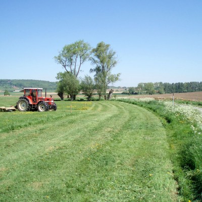 Linie, wzory, układy drzew 