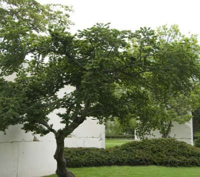 Ulmus minor