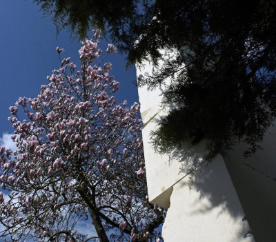 Magnolia soulangeana