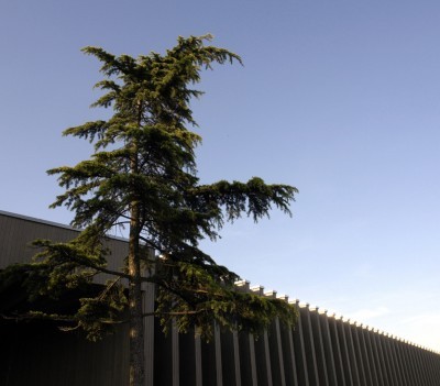 Cedrus libani