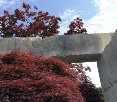  Acer palmatum