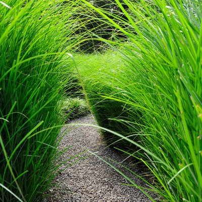 Miscanthus sinensis ‘Gracillimus’