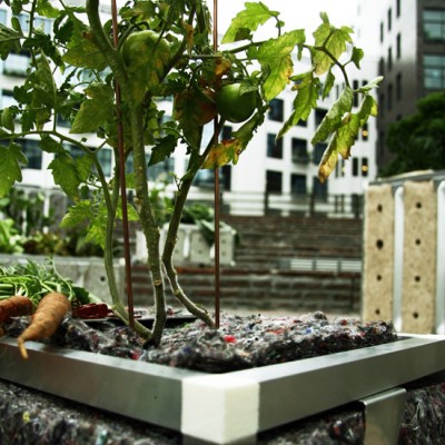 „Urbanbuds”
