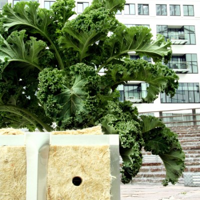 „Urbanbuds”