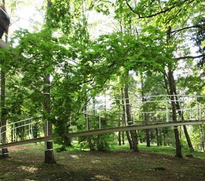 Path in the Forest