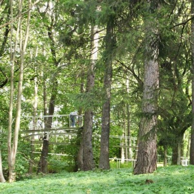 Path in the Forest