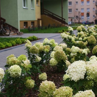 Zieleń przy parkingu