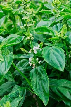 Basil ‘Aroma 2’ (Ocimum basilicum)