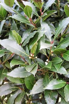 Laur (Laurus nobilis f. Angustifolia)