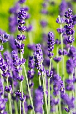 Lawenda (Lavandula angustifolia) 'Hidcote'
