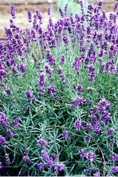 Lawenda (Lavandula angustifolia) 