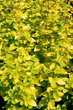 Oregano (Origanum vulgare) ‘Aureum’