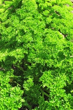 Pietruszka (Petroselinum crispum) 