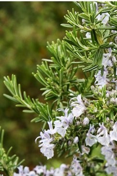 Rozmaryn (Rosmarinus officinalis) 'Severn Sea' 