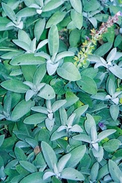 Szałwia (Salvia officinalis) ' Berggarten ' 