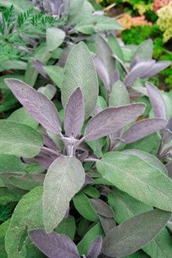 Szałwia (Salvia officinalis) 