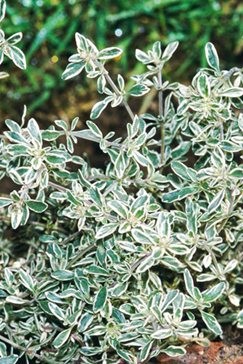Tymianek (Thymus) 'Silver Queen' 