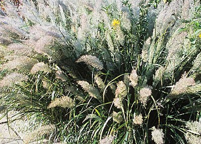 Calamagrostis brachytricha