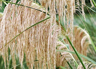 Cortaderia fulvida