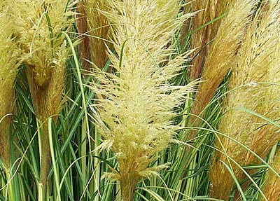 Cortaderia selloana Silver Feather (‘Notcort’)
