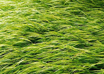 Hakonechloa macra ‘Alboaurea’