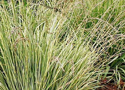 Miscanthus sinensis ‘Kleine Silberspinne’