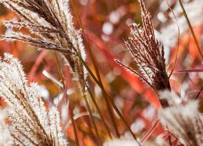 Miscanthus sinensis ‘Ferner Osten’