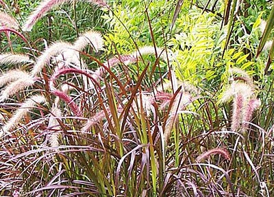 Pennisetum × advena ‘Rubrum’