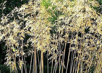 Stipa gigantea