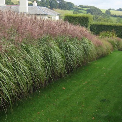Foto: Andrew Lawson, projekt: Tom Stuart-Smith Ltd Landscape Design