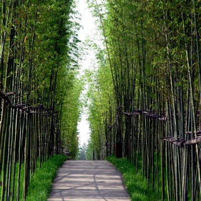 Turenscape