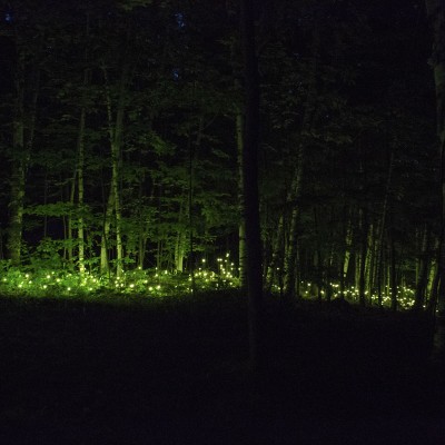 Krajobraz malowany światłem – magiczna iluminacja 